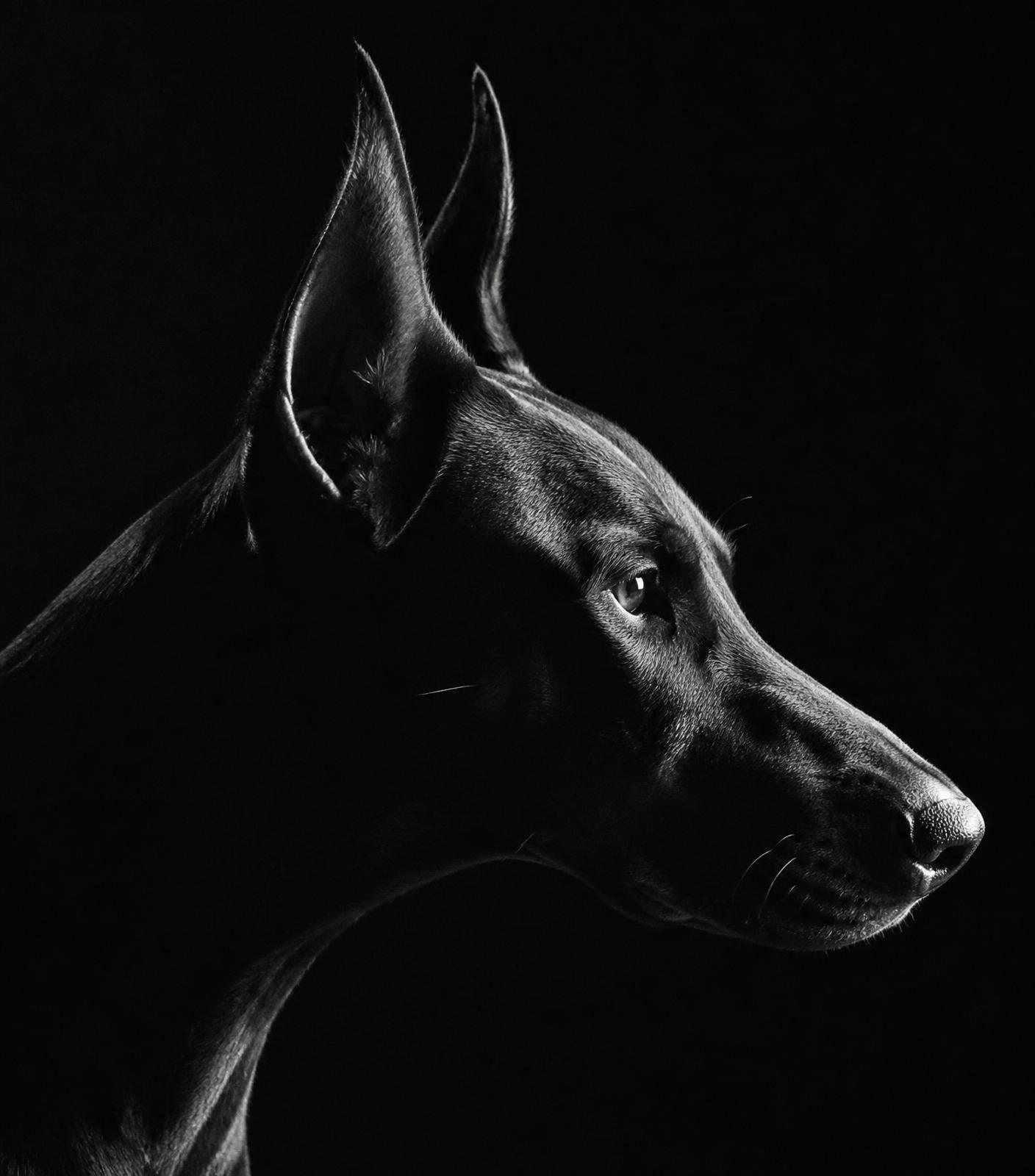Black and white portrait of a Doberman lit by a single hard light